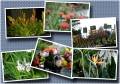 madeira botanical gardens-3
